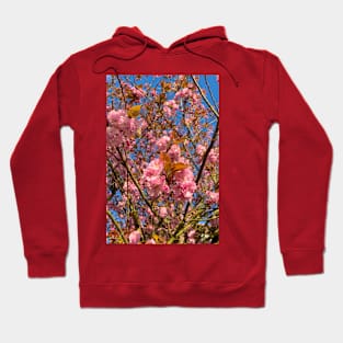 Sunlit Cherry Blossom Hoodie